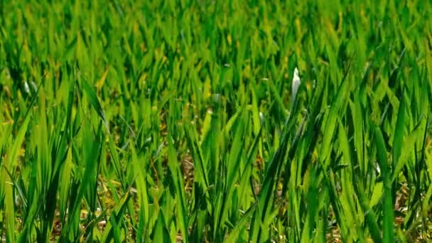 Yeşil Genç Buğday Çimi Tarlada Rüzgarda Filizlenir Ilkbaharda Uçan Arı — Stok video