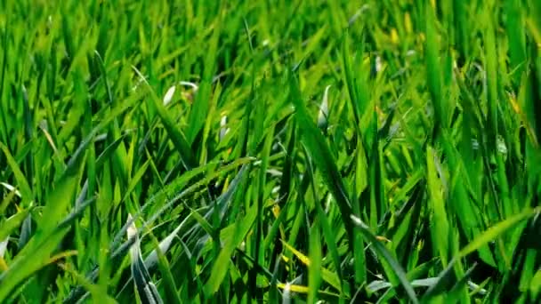 Jeune germe d'herbe de blé vert dans le vent sur le champ au printemps 