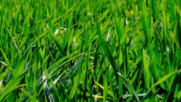 Grama Trigo Jovem Verde Brota Vento Campo Primavera — Vídeo de Stock