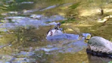 Baharda Zlenice yakınlarındaki Ctyrkoly'ye giden Senohraby'den ormanda derede akan su