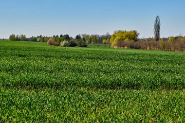 Baharda buğday tarlası ve ağaçlar
