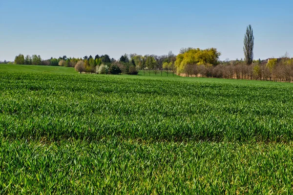Wheat field and trees in spring — Stock Photo, Image