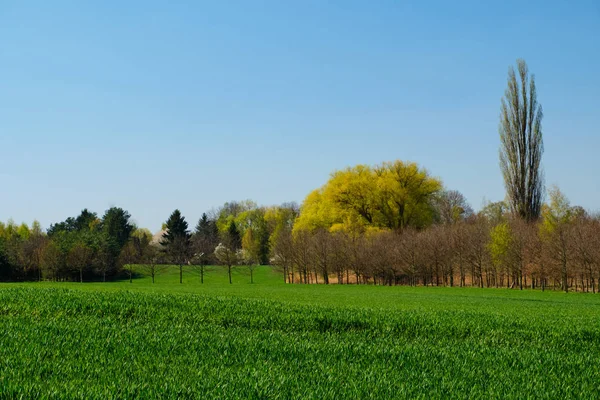 Wheat field and trees in spring — 스톡 사진