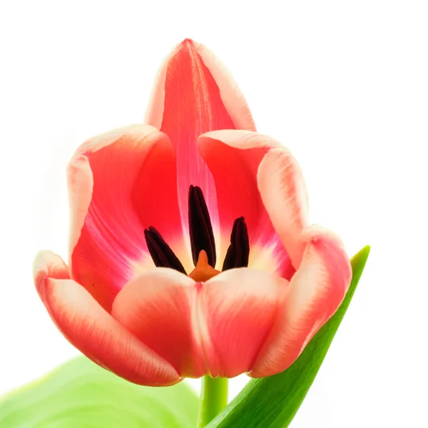 Тюльпан с листом на белом фоне — стоковое фото