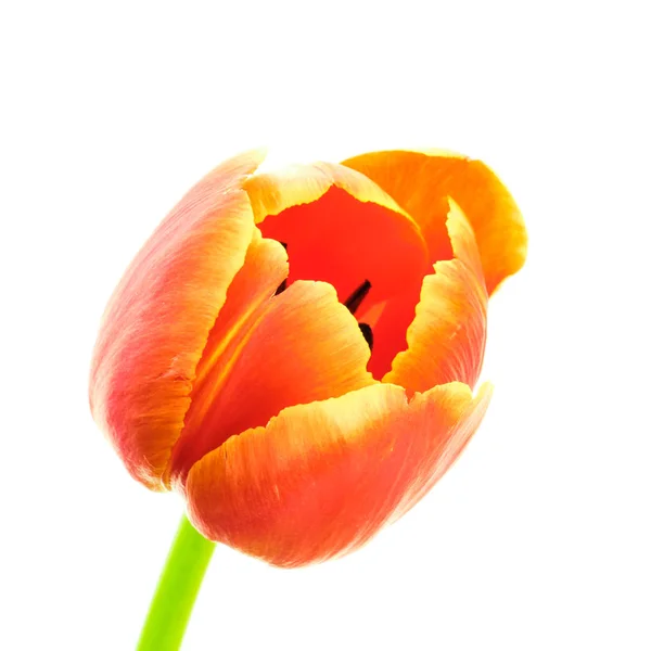 Цветной тюльпан на белом фоне — стоковое фото