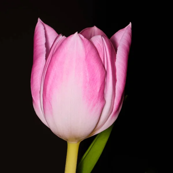Цветной тюльпан на черном фоне — стоковое фото