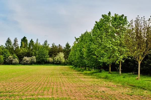 Green lines in field in spring — Stock Photo, Image