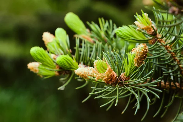 Λεπτομέρειες για τη μακροεντολή Pine Εικόνα Αρχείου