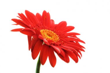 Beyaz arkaplanda kırmızı gerbera çiçeği