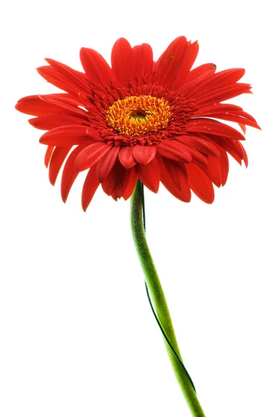 Красный цветок герберы на белом фоне — стоковое фото