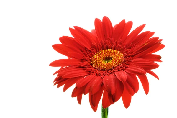 Röd gerbera blomma på vit bakgrund — Stockfoto