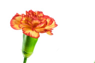 Beyaz arka planda çok renkli karanfil