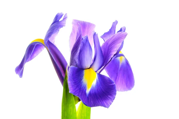 Iris fleur sur fond blanc — Photo