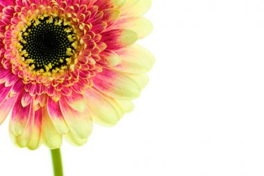 Beyaz arka plan üzerinde çok renkli gerbera