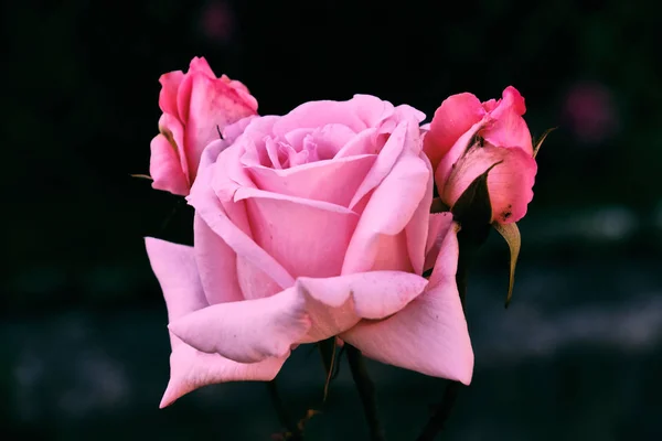 Blooming pink rose