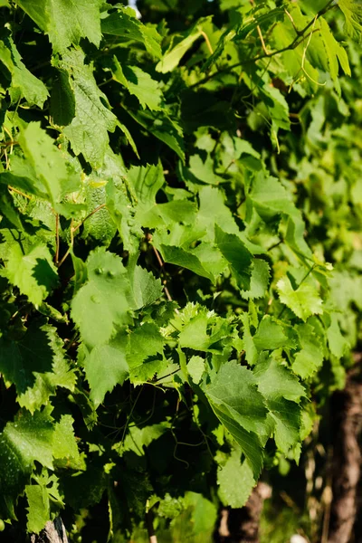 Parete foglia di vino — Foto Stock