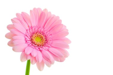 beyaz zemin üzerine pembe gerbera