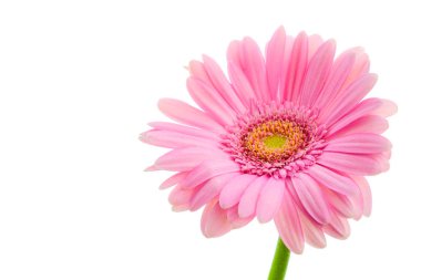 beyaz zemin üzerine pembe gerbera