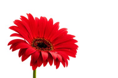 Beyaz arkaplanda kırmızı gerbera çiçeği