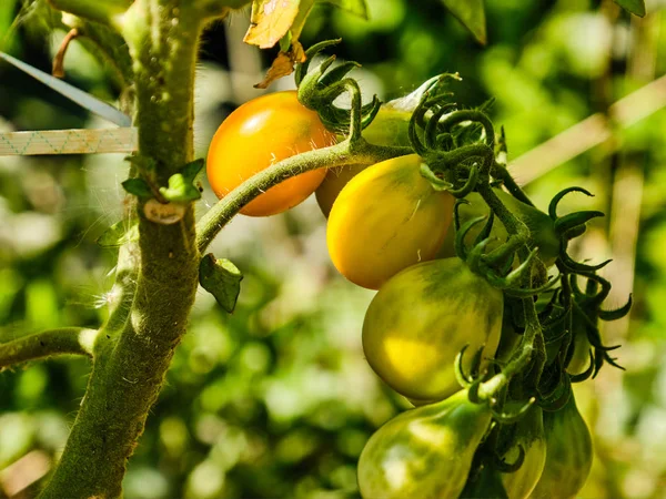 Gelbe Kirschtomaten — Stockfoto