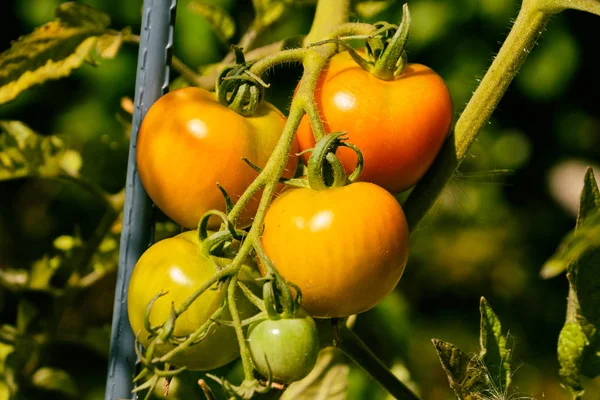 Tomatenanbau auf Zweigen — Stockfoto