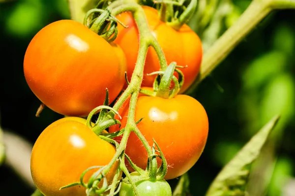 Tomaten auf Zweigen anbauen — Stockfoto