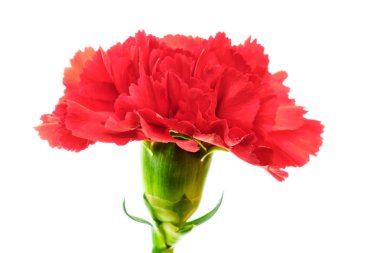 Beyaz arkaplanda kırmızı karanfil izole edildi