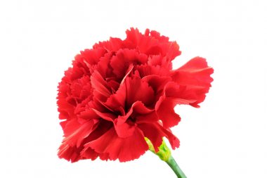 Beyaz arkaplanda kırmızı karanfil izole edildi