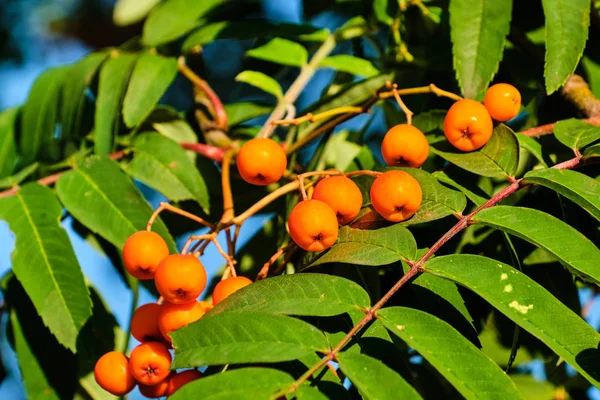 Sorbus aucuparia bogyók és levelek — Stock Fotó