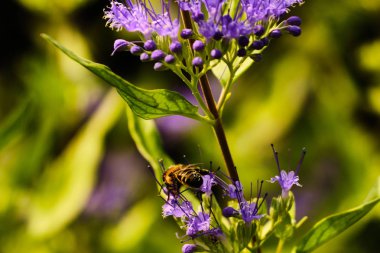 Arı tozlaştırıcı çiçek çalı
