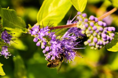 Arı tozlaştırıcı çiçek çalı