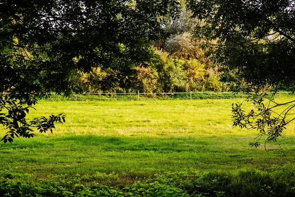 Prado verde e árvores — Fotografia de Stock