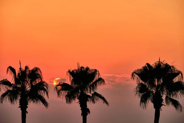 Puesta de sol en el lado - silueta de palmeras de árbol — Foto de Stock