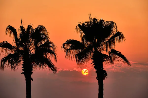 Tramonto di lato - silhouette a due palme — Foto Stock