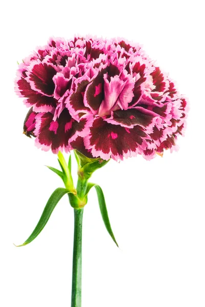 Burgundy colored carnation on white background — Stock Photo, Image