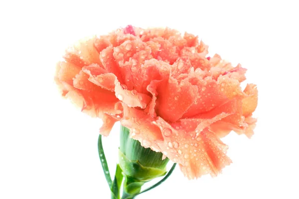 Orange carnation covered by drops — Stock Photo, Image