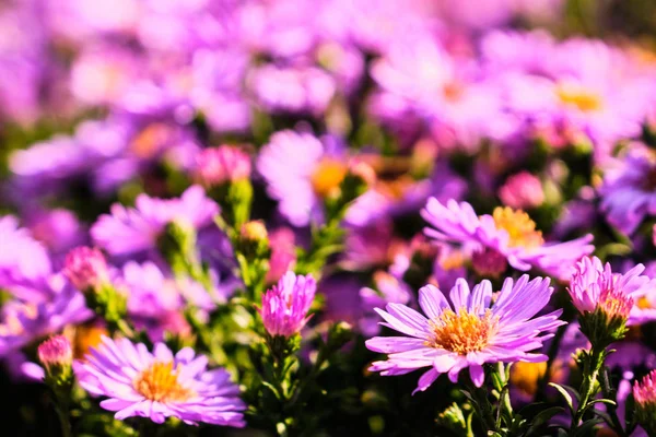 Floração asteraceae flores detalhe — Fotografia de Stock