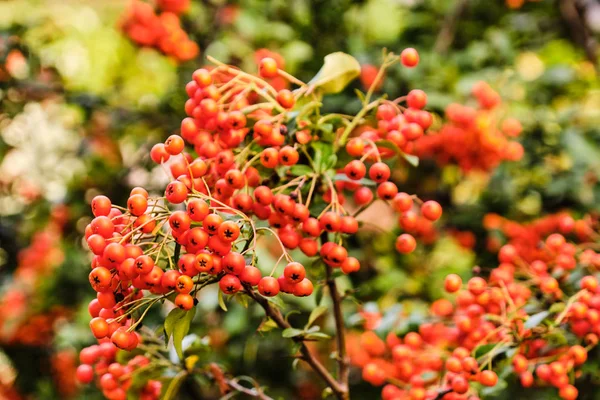 Scarlet firewthors berries detail — Stock Photo, Image