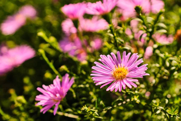 Floração asteraceae flores detalhe — Fotografia de Stock