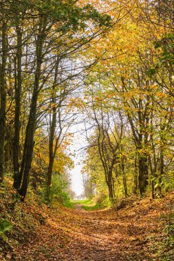 Sonbaharda ağaçların oradan.