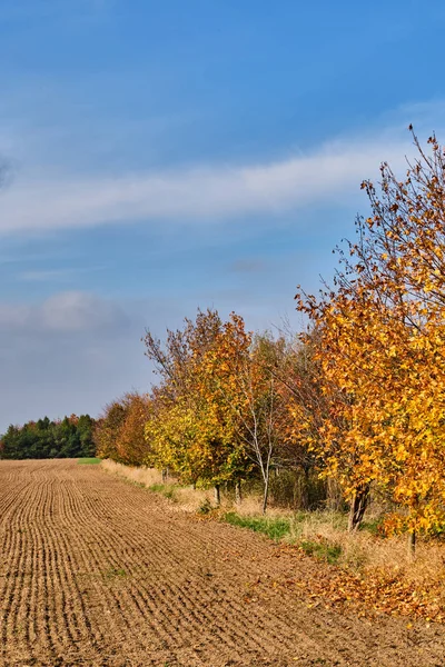 Árboles por campo arado —  Fotos de Stock