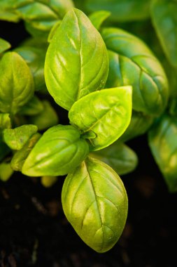 Toprakta yeşil yapraklı fesleğen bitkisi seçici odaklı makro detay