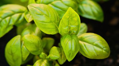 Toprakta yaprakları olan yeşil fesleğen bitkisi. Ayrıntılara dikkat et.