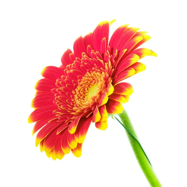 Vacker Blommande Flerfärgad Röd Gul Gerbera Tusensköna Blomma Isolerad Vit — Stockfoto
