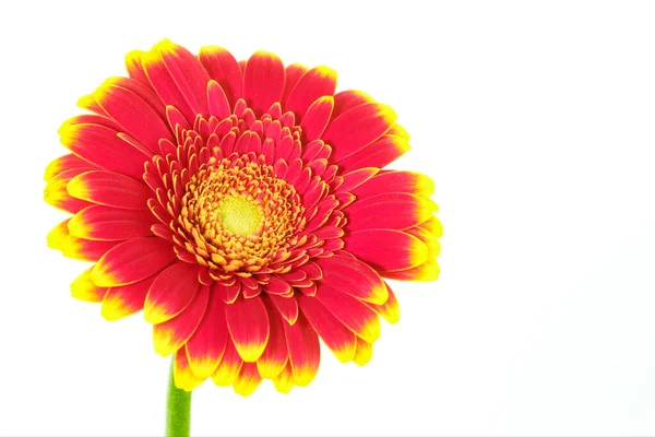 Bela Flor Multicolorida Vermelho Amarelo Gerbera Margarida Isolado Fundo Branco — Fotografia de Stock