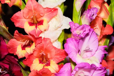 Güzel açan mor ve kırmızı lisianthus çiçekleri.