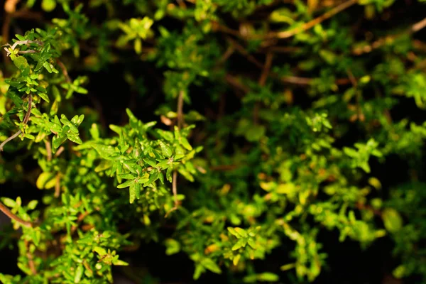 Crescimento Verde Tomilho Planta Erva Close Detalhe — Fotografia de Stock