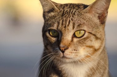 Tayland tekir kedileri genel olarak Tayland 'ın birçok yerinde bulunabilir. Bazen evcil hayvanı olmayan bir sokak kedisidir. Bazılarını insanlar büyüttü..