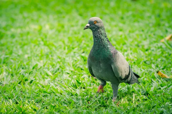 鳩が草の上を歩いて食べ物を見つける — ストック写真