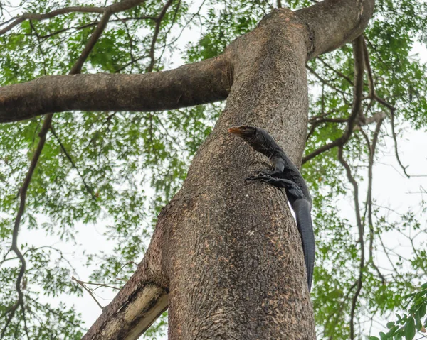 Monitor Água Varanus Salvador Réptil Que Pode Subir Árvore — Fotografia de Stock